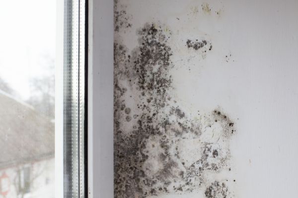 Mold Remediation