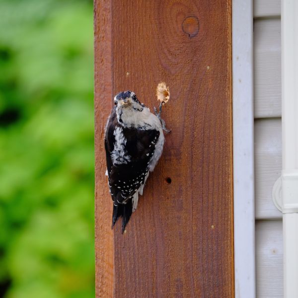 Woodpecker Damage Restoration