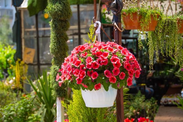 Cost of Hanging Planter Installation in Rockledge