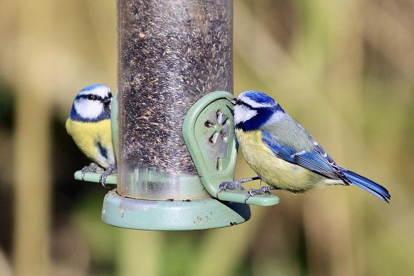 Bird Feeder Mounting Service in Rockledge